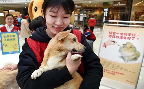 武漢小動物救助站介紹電話地址2019