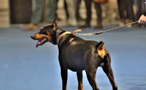 2021年武漢可以養杜賓犬嗎