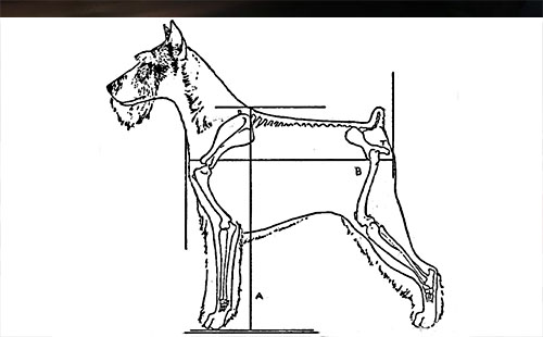 武漢禁養犬種名單最新目錄2019年6月