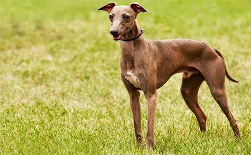 武漢已經養了禁養犬怎么處理 2019武漢禁養犬罰款標準