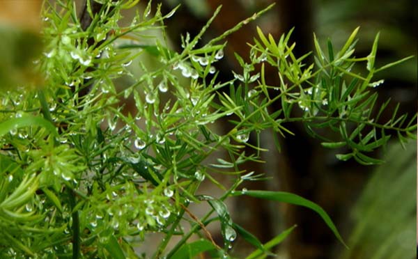 雨水節氣到來武漢周四至周五兩天小雨