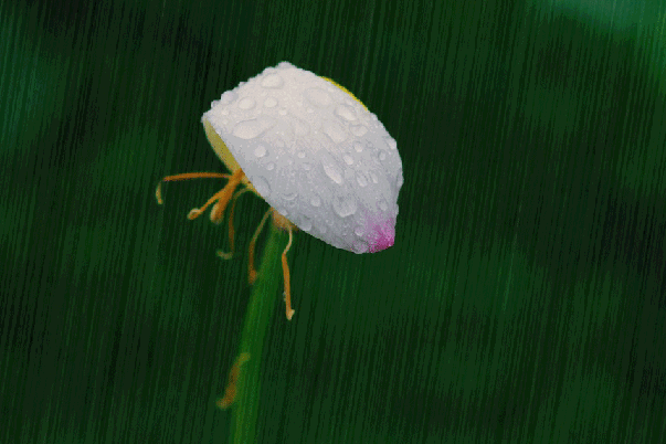 武漢一周天氣預報 武漢未來兩日都有降雨