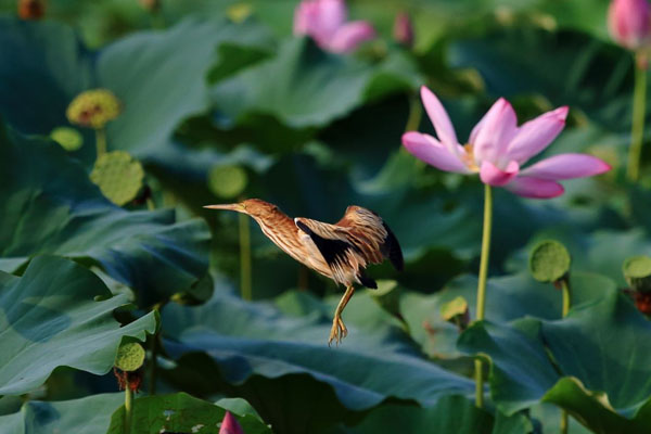 武漢夏天從什么時候開始 最高溫度是多少