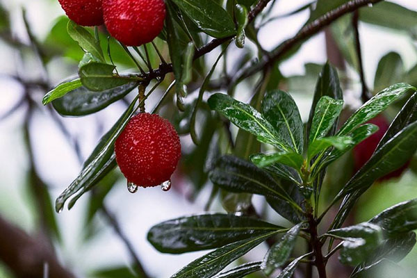 武漢未來三天將有陣雨 天氣預報詳情