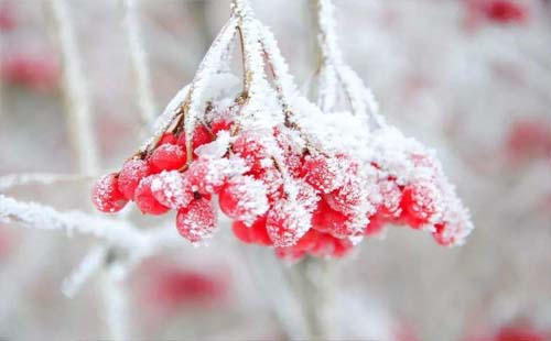 10月23日霜降節氣的含義是什么