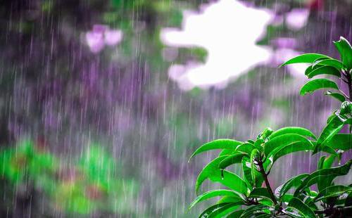 武漢市降雨量分析圖8月12日