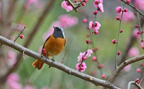 武漢一周天氣預報(2月27日-3月5日)