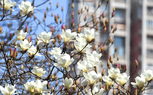 武漢三天天氣預報3月10日-12日（附春季穿衣指南）