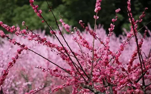 清明節賞花踏青注意事項