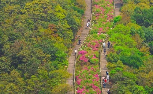 深圳梧桐山杜鵑花什么時候開2021(開花時間+賞花路線）