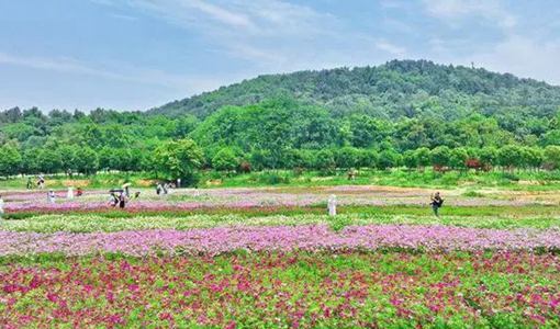 武漢花海樂園門票價格 在哪里