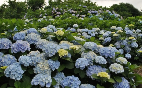 武漢香草花田繡球花花期及觀賞地點