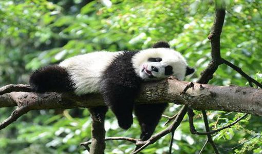 武漢動物園什么時候開放 武漢動物園改造好了嗎