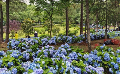 武漢湯湖公園繡球花花期及位置