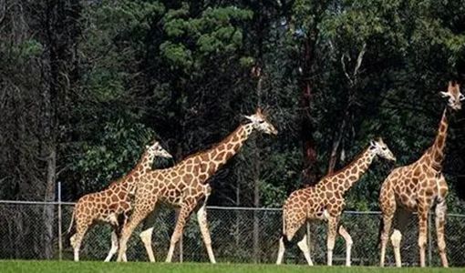 武漢九峰森林動(dòng)物園中高考生半價(jià)入園2022