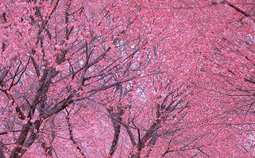 武漢竹葉海公園梅花在哪個區_花期多久