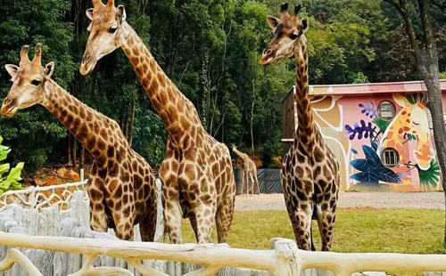 2023武漢野生動物王國女神節優惠活動時間和門票價格