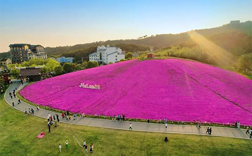 2023黃陂賞花地圖(時間+地點)