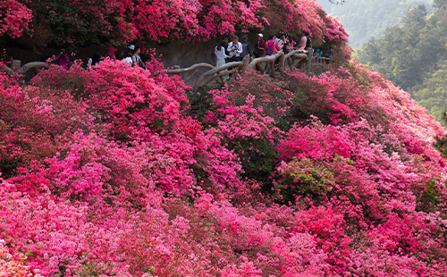 木蘭云霧山杜鵑花什么時(shí)候開花2023(最佳觀賞時(shí)間)