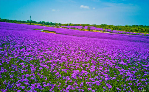 2023花博匯馬鞭草幾月開(kāi)_花期多久