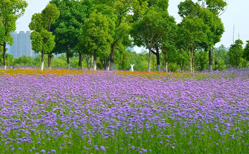 漢口江灘馬鞭草花海在哪里_怎么去