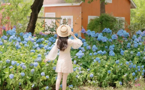 武漢香草花田繡球花海在哪(地址+花期+門票)