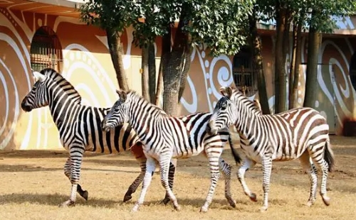 武漢野生動物園好玩嗎_武漢野生動物園有哪些動物