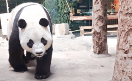 武漢動物園大熊貓館開放嗎_開放時間