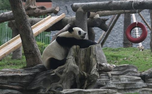 武漢動物園開園活動安排表2023