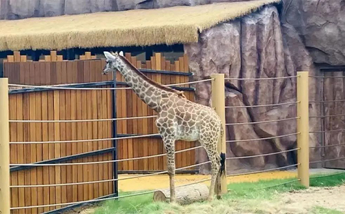 武漢動物園有哪幾個(地址+門票)