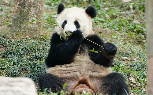 武漢動(dòng)物園有幾只熊貓_叫什么名字