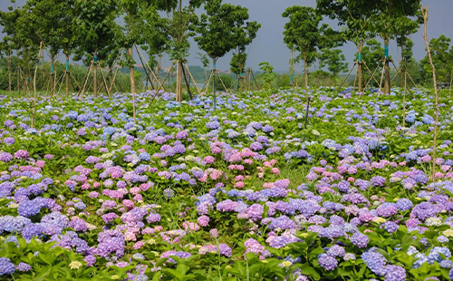 2024武漢植物園母親節(jié)活動(半價+送花)