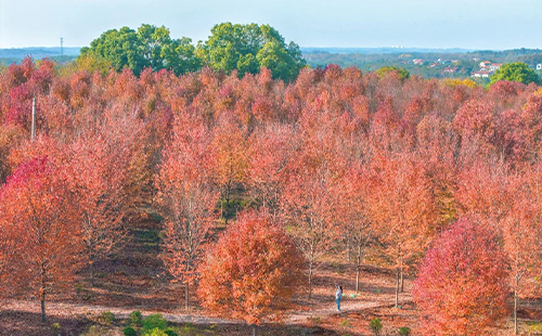 江夏安山紅葉谷地址及介紹