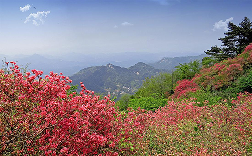 2019麻城龜峰山杜鵑花海花期預報（景點介紹+交通+票價）