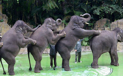 廣州長隆野生動物園門票多少錢一張（學生票+哪里買便宜）