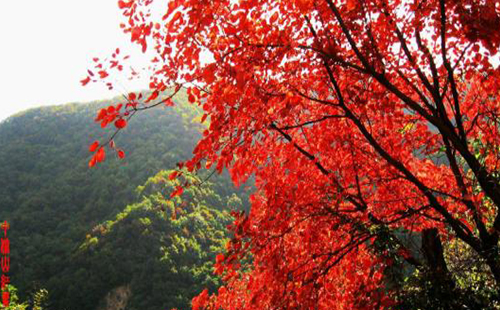 2019年古北水鎮紅葉祭活動什么時候開始 有什么亮點