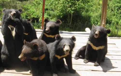 2020大連森林動物園門票價格_春節(jié)優(yōu)惠政策_一期改造時間