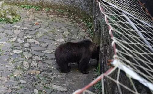 2020杭州動物園開放時間_預約入口_入園流程