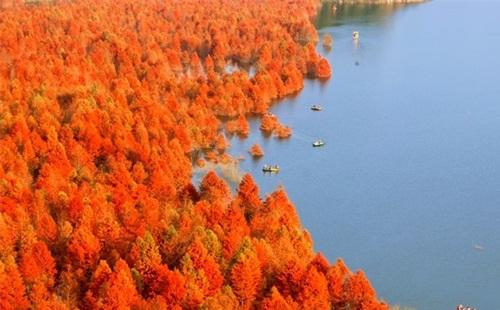 高顏值網紅水杉林有哪些（地址+門票+交通）