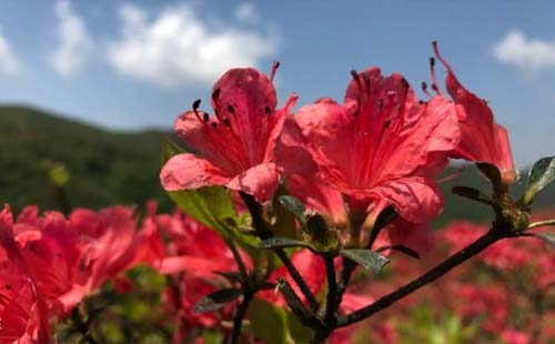 長沙市市花杜鵑花是哪一年定的