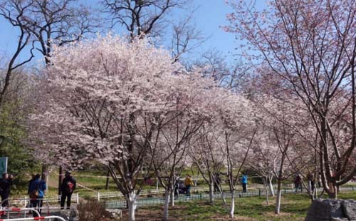 2021年北京玉淵潭公園櫻花開放時間