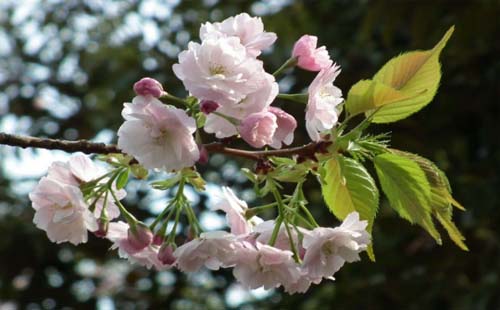 北京玉淵潭公園櫻花圖片最新