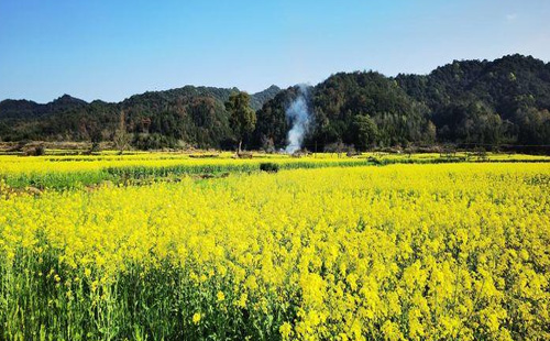 婺源油菜花幾月份開花2021（時間+門票+最佳觀賞地）