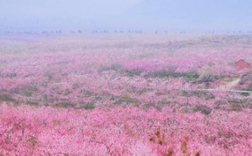 北京平谷桃花節是幾月幾日開始/結束2021