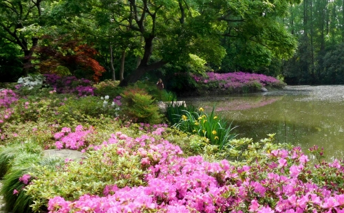 上海濱江森林公園杜鵑花什么時候開2021（花期+門票+交通指南）