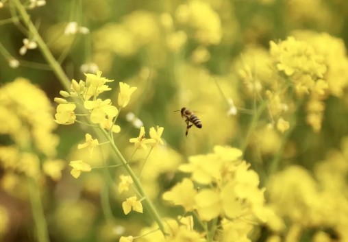 北京哪里看油菜花最好