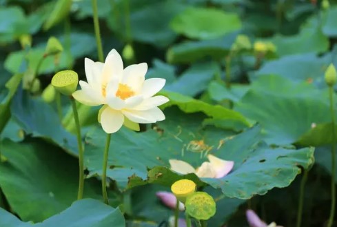 廣州哪里有荷花看