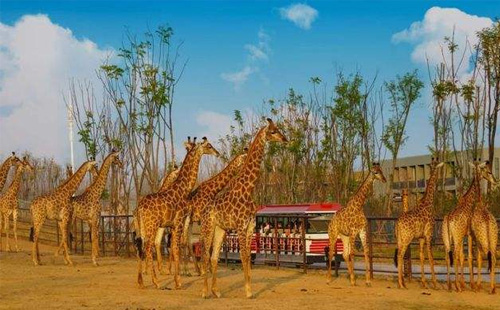 南京金牛湖動物園取消免費開放日