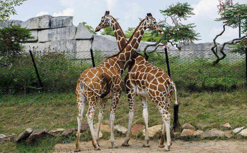 鄭州市動物園附近還有其他景點嗎