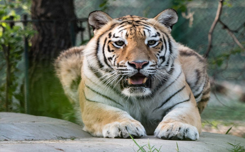 鄭州市動物園年卡和季卡分別多少錢